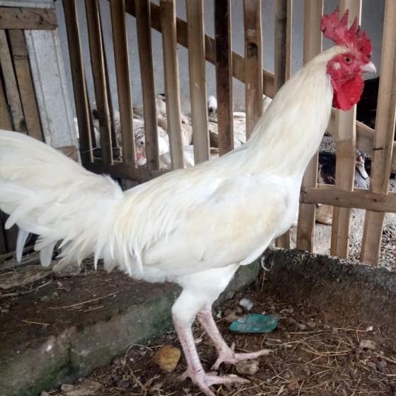 News ayam kampung + daging ayam kampung + ayam kampung hidup/potong fresh