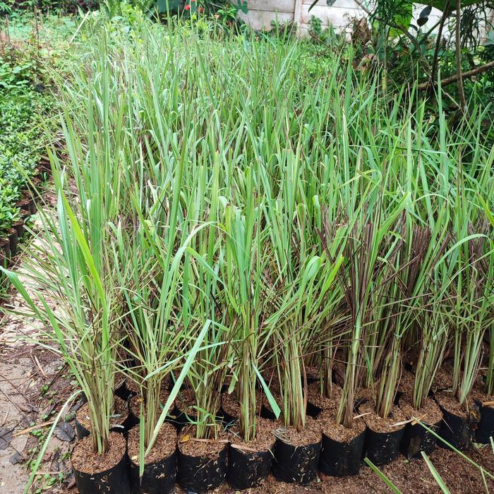 bibit tanaman sereh wangi/pohon sereh wangi