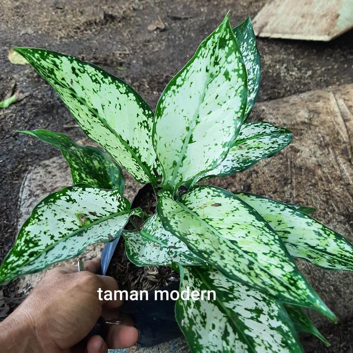 AGLONEMA SNOW WHITE-tanaman aglonema snow white