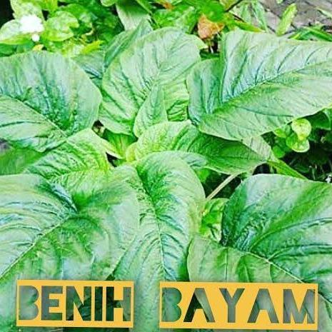 FARM- ( 10 Gram ) Benih Biji Bayam Petik Bayam Kakap Bayam Daun Lebar