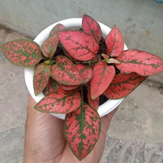 Tanaman Hias Hypoestes Merah