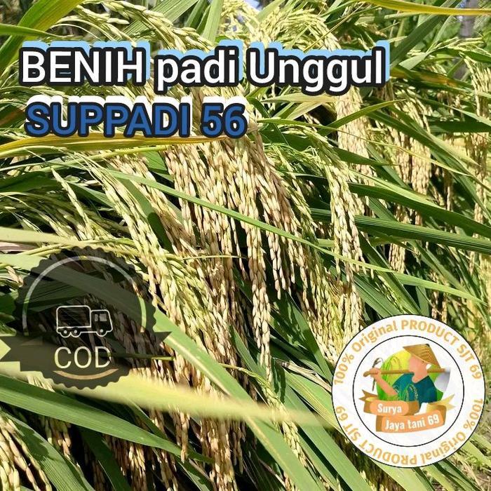 Benih padi Unggul varietas SUPPADI 56 Kemasan 5KG potensi hasil Panen yang"Supadi" merujuk pada nama