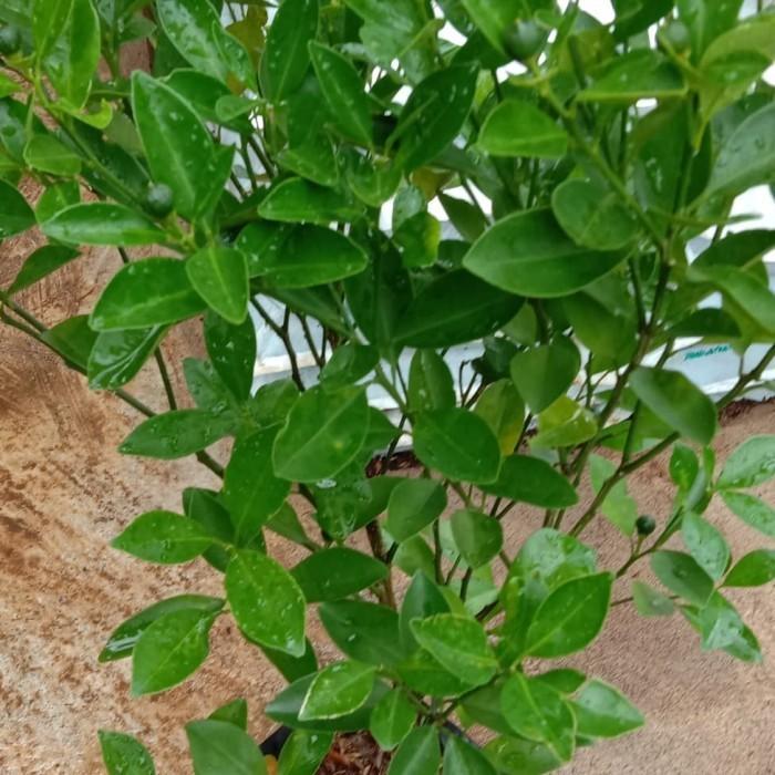 Tanaman Jeruk kipna atau jeruk sonkit sudah berbuah