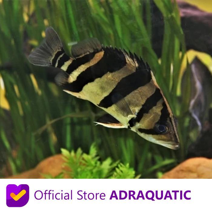 IKAN HIAS DATZ TIGER FISH DAT TIGERFISH AIR TAWAR