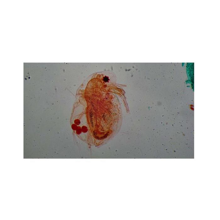 MIKROSKOP DIGITAL BIOLOGI BINOKULER KAMERA FULLHD