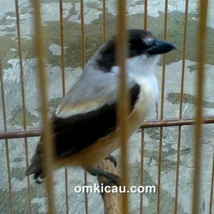 TERLARIS pentet blangkon bahan (bondolan) READY STOCK