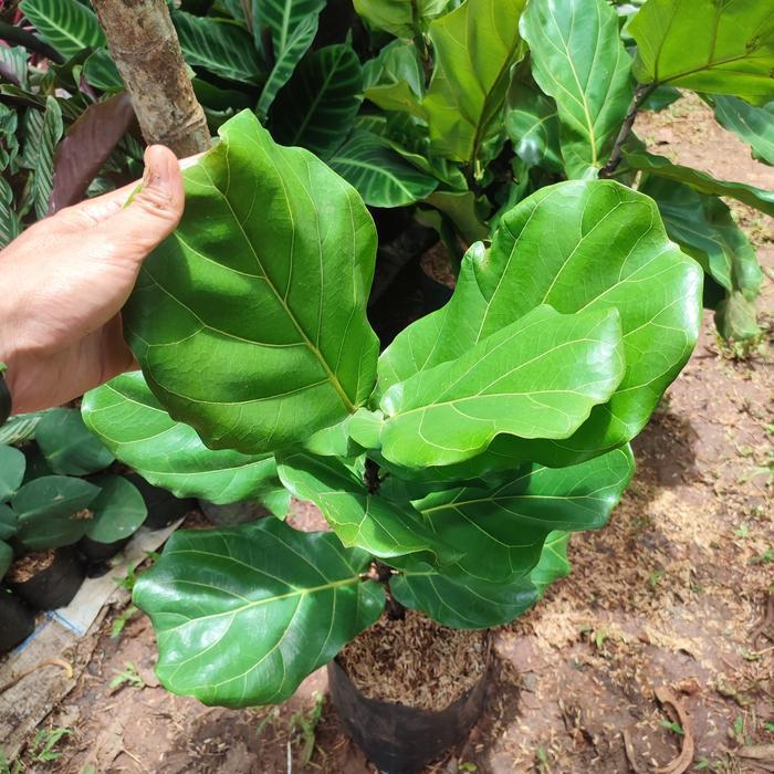 tanaman ketapang biola cantik/pohon ketapang biola