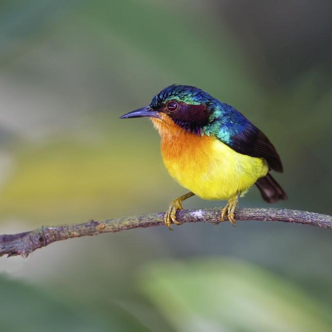 burung kolibri wulung pilihan