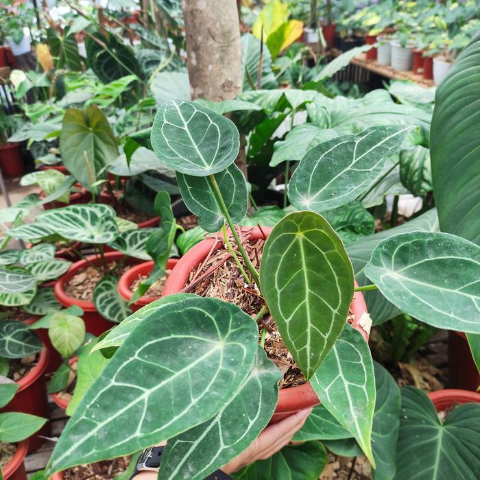 anthurium forgetii kuping gajah buta