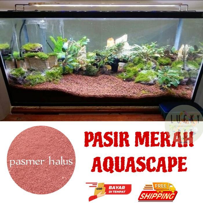 Pasir malang merah aquascape aquarium ikan channa chana fish akuarium