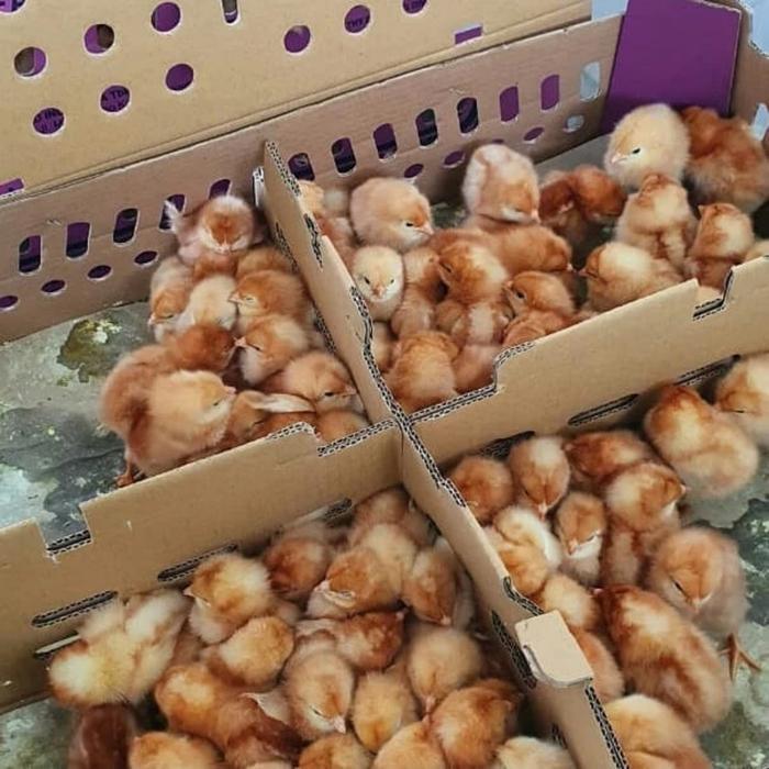 BIBIT AYAM PETELUR DOC AYAM PETELUR ANAK AYAM PETELUR
