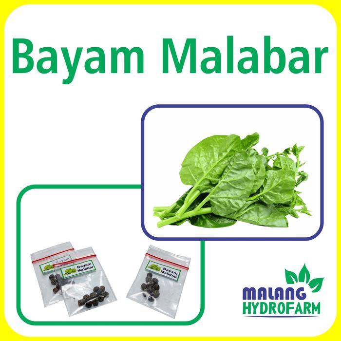 Benih Bayam Malabar Unggulan berkualitas biji bibit gendola hydroponik hidroponik basella sayuran