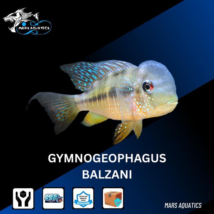 HIASAN AQUARIUM IKAN BALZANI CICHLID TANKMATE AQUASCAPE HIGH QUALITY