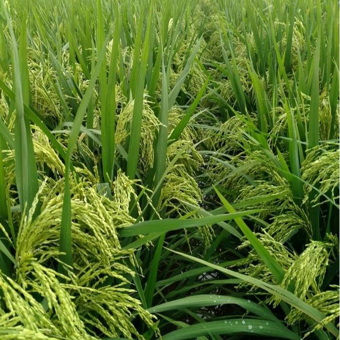 Benih padi 303 agt 5kg original