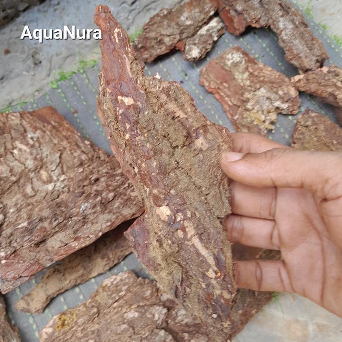 Kulit Kayu Pinus 60X30 Aquarium Aquascape Vivarium Terarium Paludarium