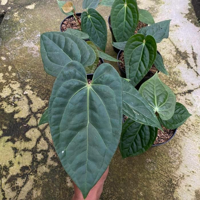 Luxurians x crystallinum anthurium
