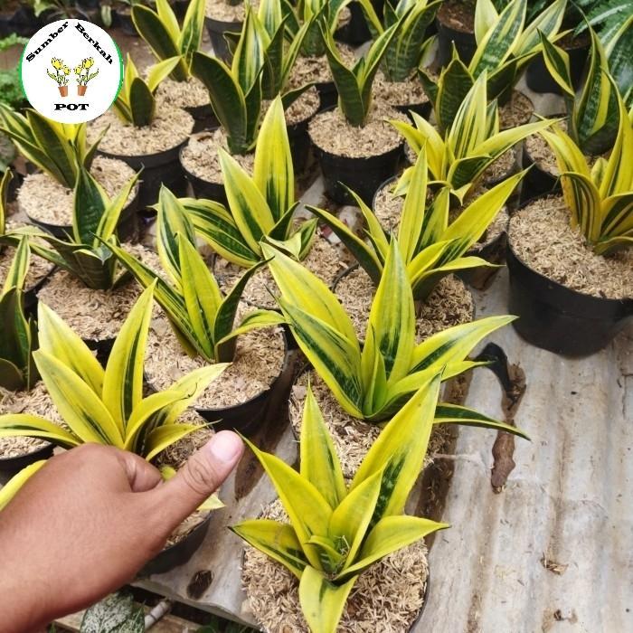 tanaman hias pembersih udara - tanaman indoor - sansevieria golden flame - Pohon lidah mertua golden