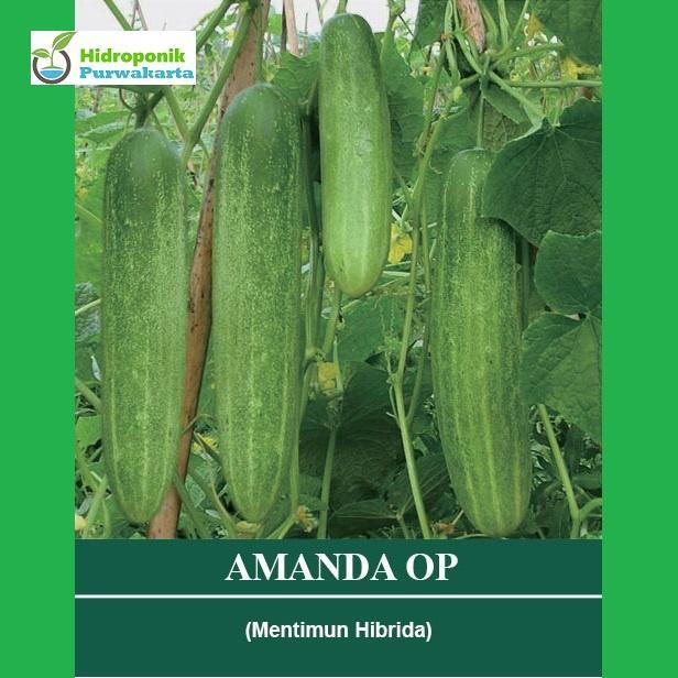 FARM- Benih Timun Mentimun Ketimun Amanda Cap Mutiara Bumi Tipe Putih Kehijauan Isi 50 Gram