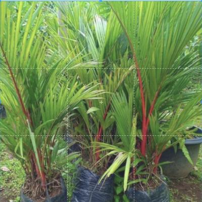 Tanaman hias indoor Palem Merah - pohon palem merah // pinang merah