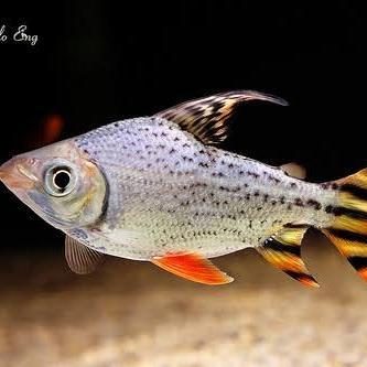 Hiasan Aquarium Ikan Red Feifeng American Flag Tail Tankmate Arowana