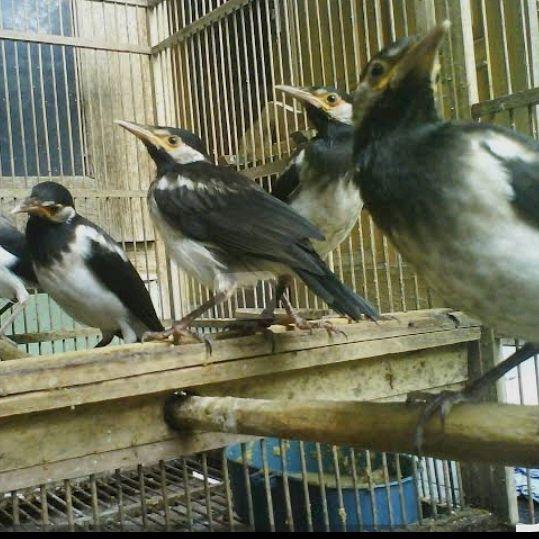 burung anakan mandiri jalak suren pilihan