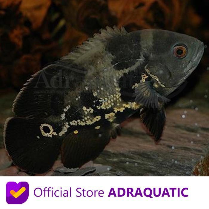 enimel- Ikan Hias Oscar Batik Air Tawar