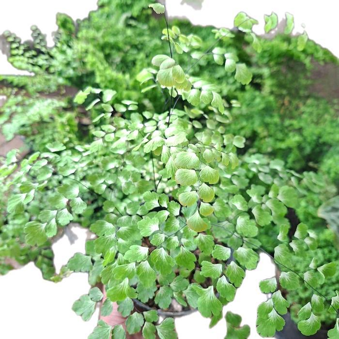 SALE tanaman hias suplir varigata Termurah