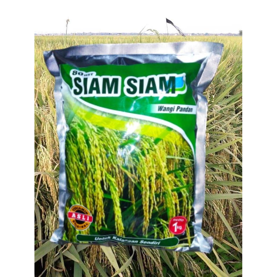 Benih Padi Siam-siam aroma pandan wangi