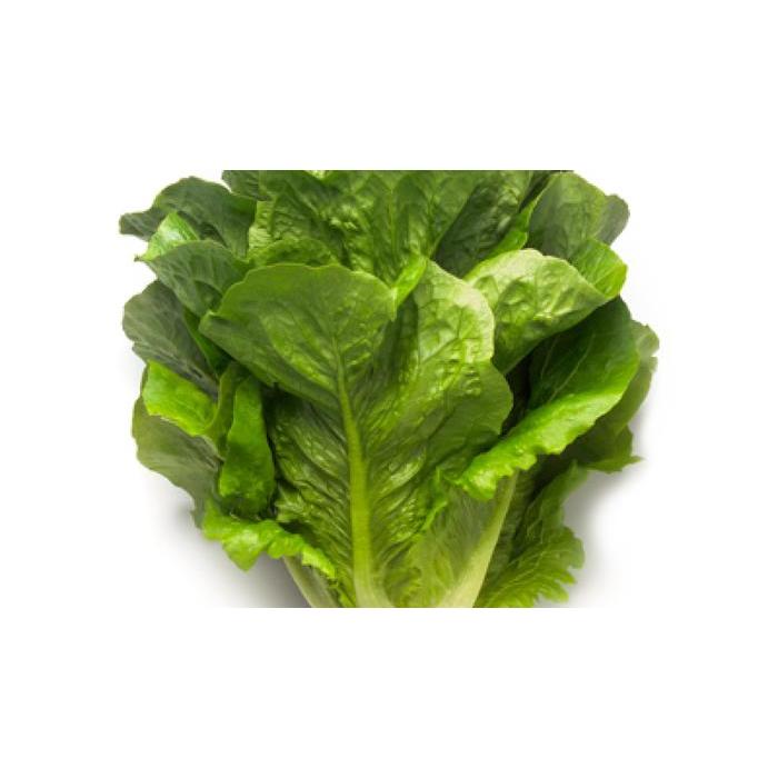100 Seed - Benih Maximus Rz Romaine Rijk Zwaan Repack