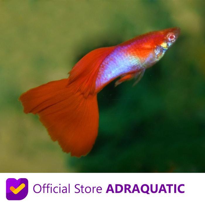 enimel- Ikan Hias Guppy Blue Red Japan Air Tawar