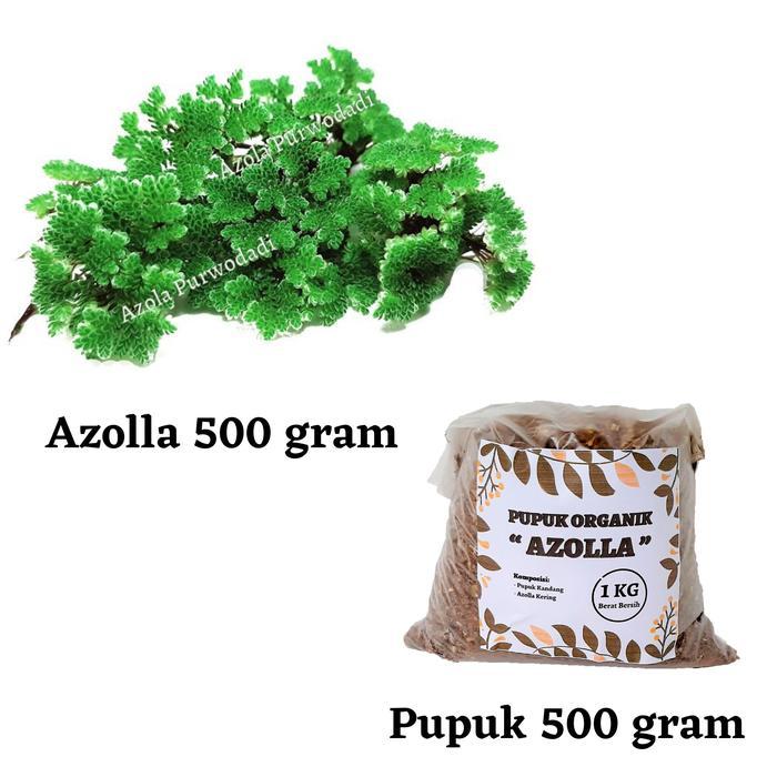 Azolla 500 gram & Pupuk Organik Azolla 500 gram