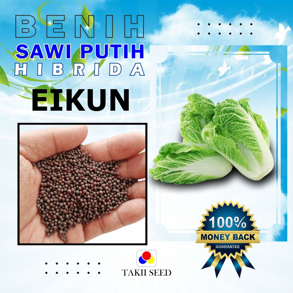 Benih Bibit Tanaman Sayur Sayuran Sawi Putih Super Jumbo