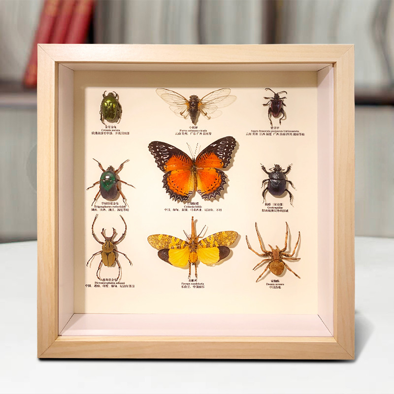 - Real Butterfly Insect Specimens Decorative Painting Children'S