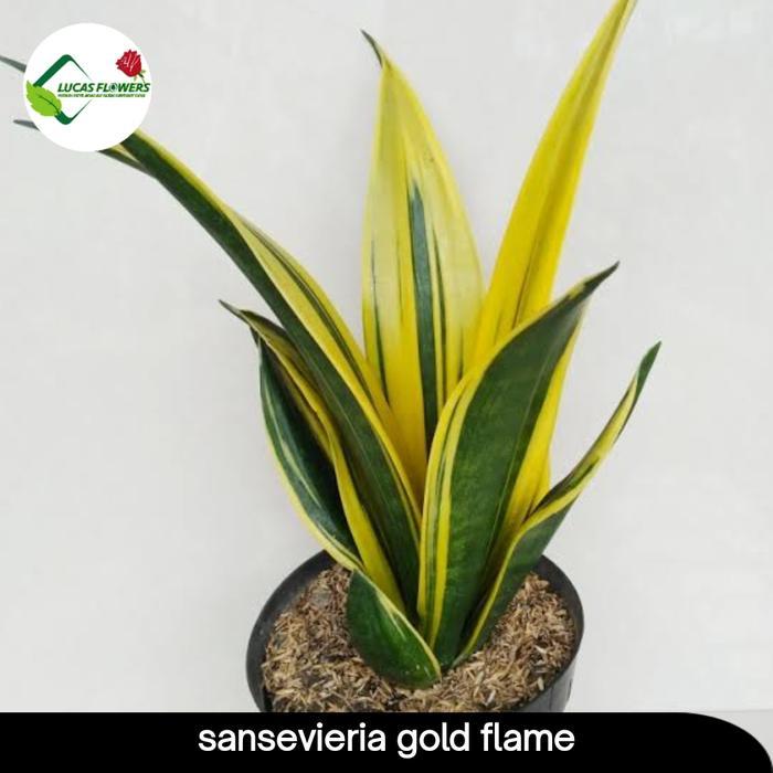 SALE sansevieria gold flame - sensivera gold flame - Sansevieria Gold Flame Termurah