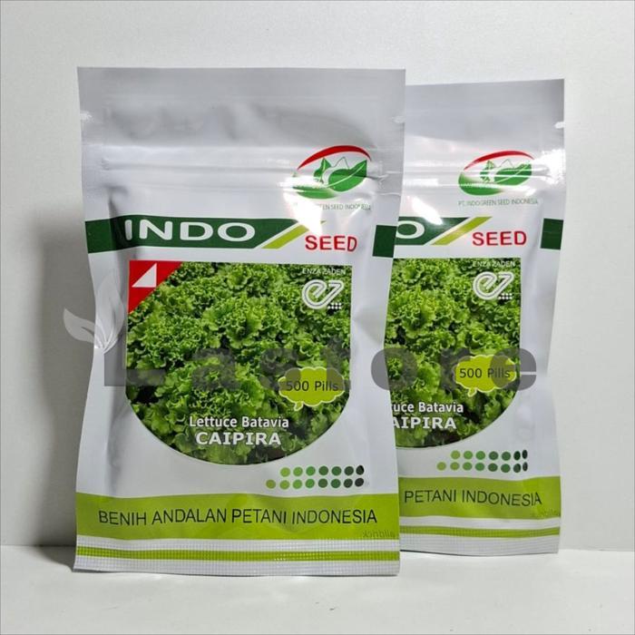 Benih Selada Caipira Isi 500 Pills Lettuce Batavia Indo Seed