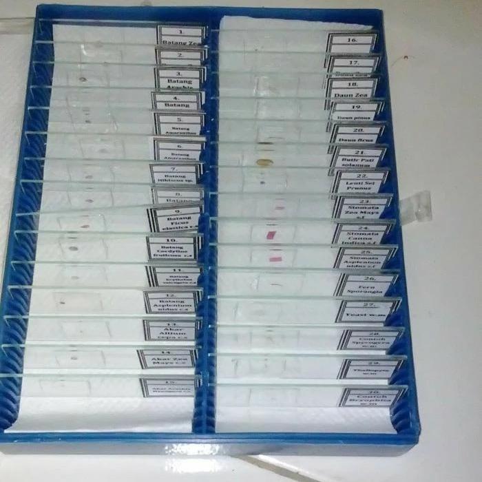MULTIHEALT- Preparat Botani // Mikroskop // Preparat Tumbuhan 30 Buah