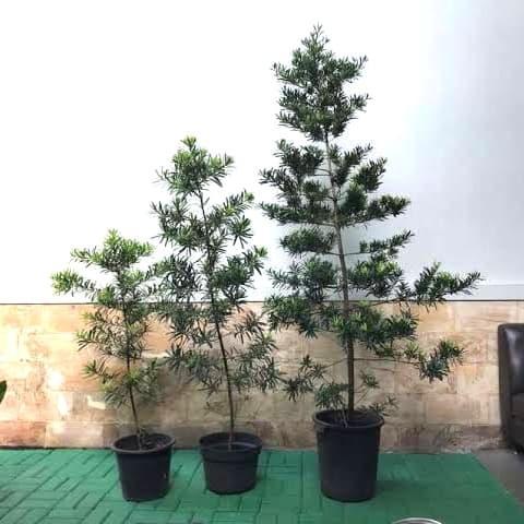 tanaman hias lohansung. lohansung