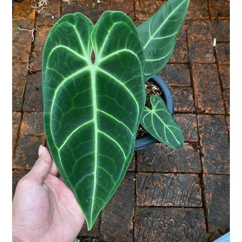 anthurium regale peru, tanaman hias ukuran remaja