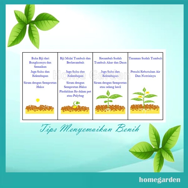 Bibit Terong Putih Benih Terong Benih Tanaman Sayuran