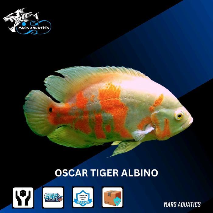 IKAN HIAS IKAN OSCAR ALBINO TANKMATE IKAN PREDATOR