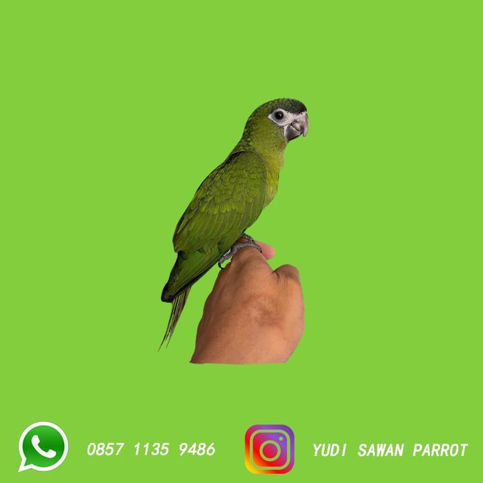 Bisa Gosend Hans Macaw