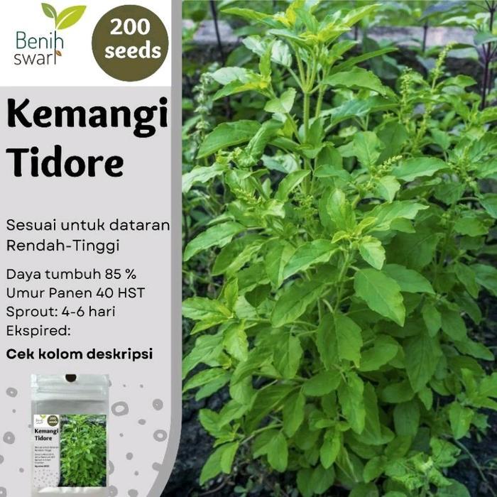 Isi 200 Butir Benih Kemangi TIDORE