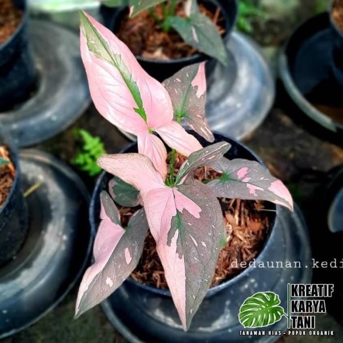 Paket 3 Syngonium Pink - Syngonium Varigata - Syngonium Pink Splash