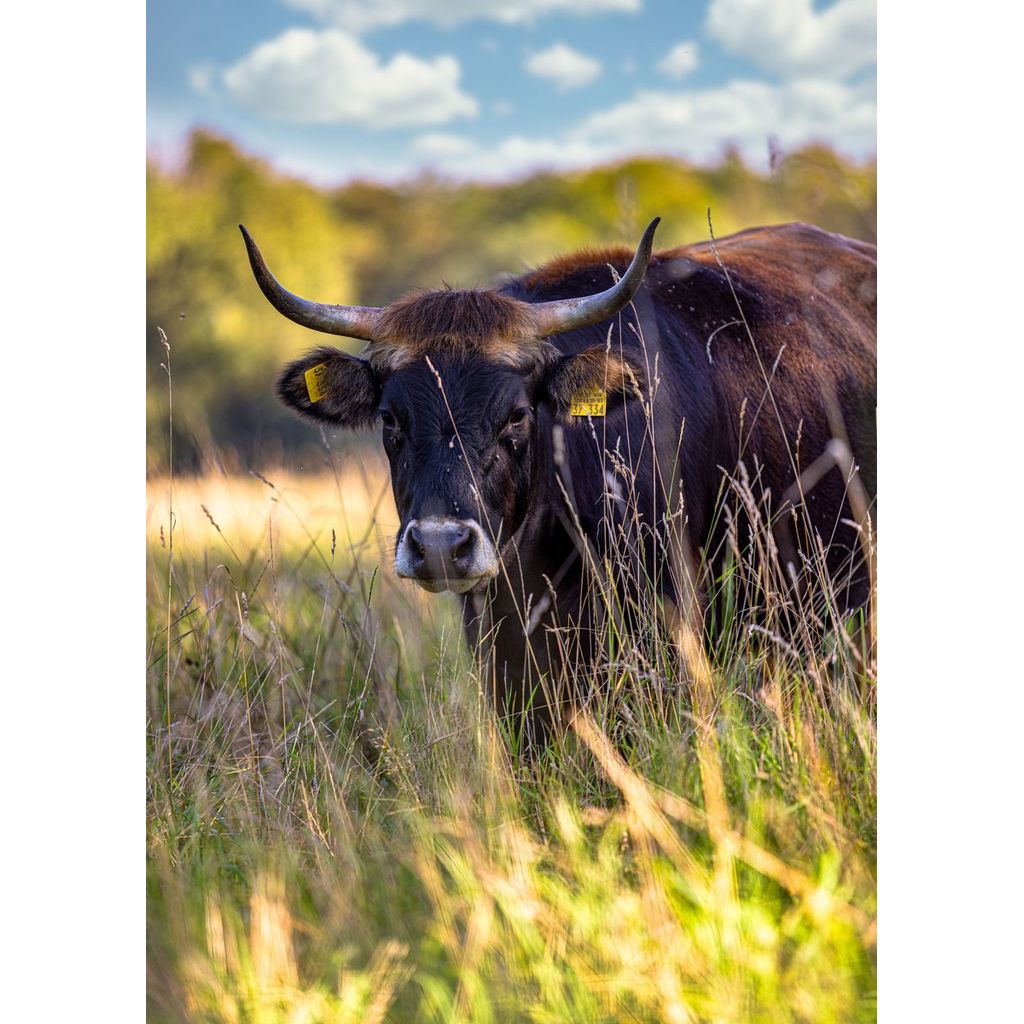 Animals And Wildlife Poster Wall Art HD Picture Abstract Wild Animal Canvas Painting And Print for