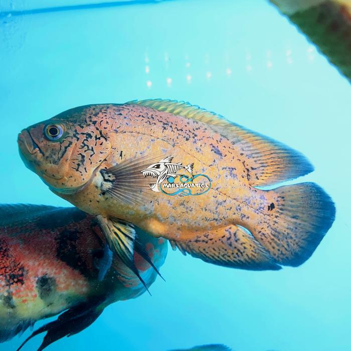 IKAN HIAS OSCAR PARIS TEMBAGA GOODMARKING FULL SIZE BESAR