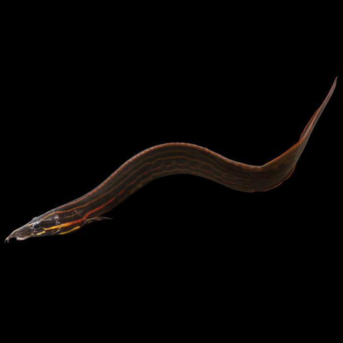 hgycy- Fire Eel / Sili Api / Mastacembelus Erythrotaenia