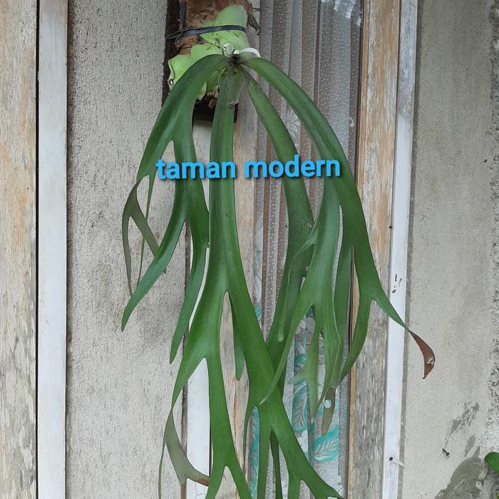 KADAKA TANDUK RUSA-tanaman kadaka tanduk rusa