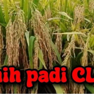 BENIH PADI CL 284 SUPER KUALITAS UNGGUL
