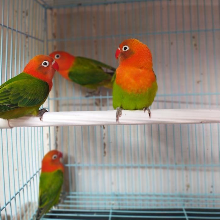 hgycy- Burung Lovebird Biola Green