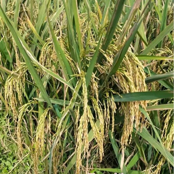 BIBIT PADI BENIH PADI BIMA SAKTI KEMASAN 5KG ORIGINAL